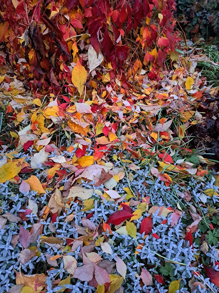 Herbstbild EHe'25